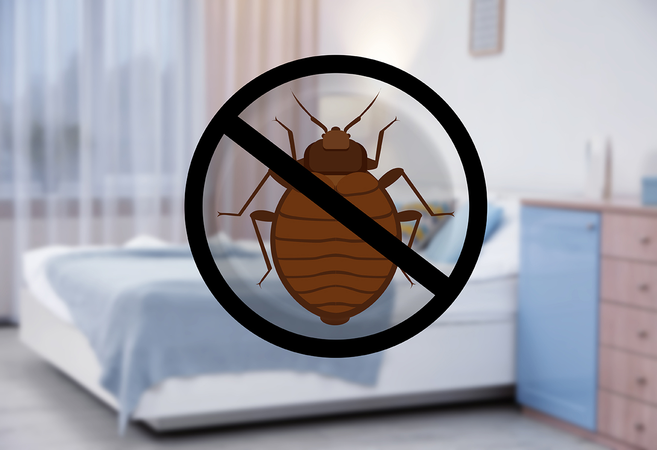 Bed Bug Junk Removal Services